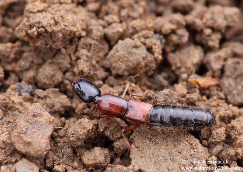 drabčík, Xantholinus tricolor, Staphylinidae (Brouci, Coleoptera)